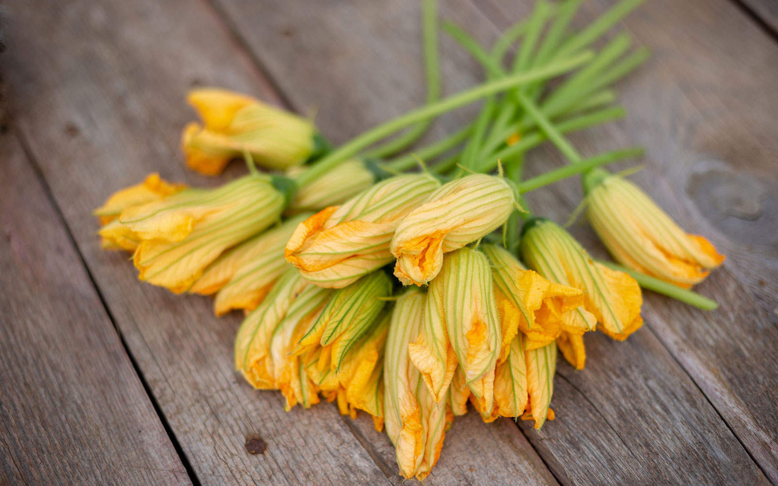 Pasta and zucchini flowers, what a good delicacy