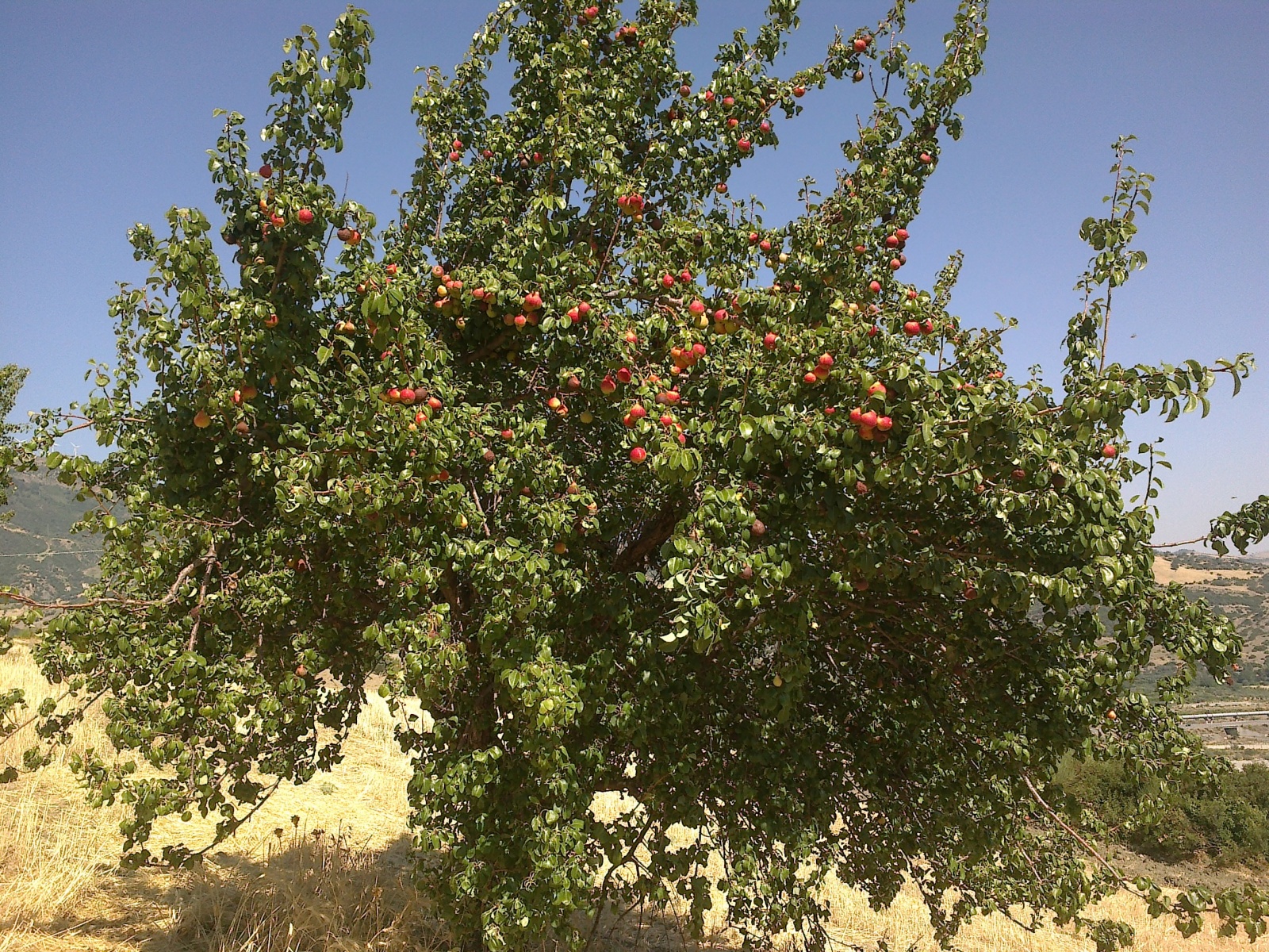 La cosecha de la pera Lady tiene lugar en julio, a escala, y si se almacena bien, se puede encontrar durante todo el año.