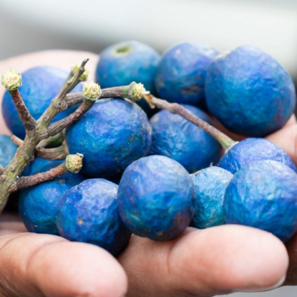 Aceitunas azules de Ceilán recién recolectadas