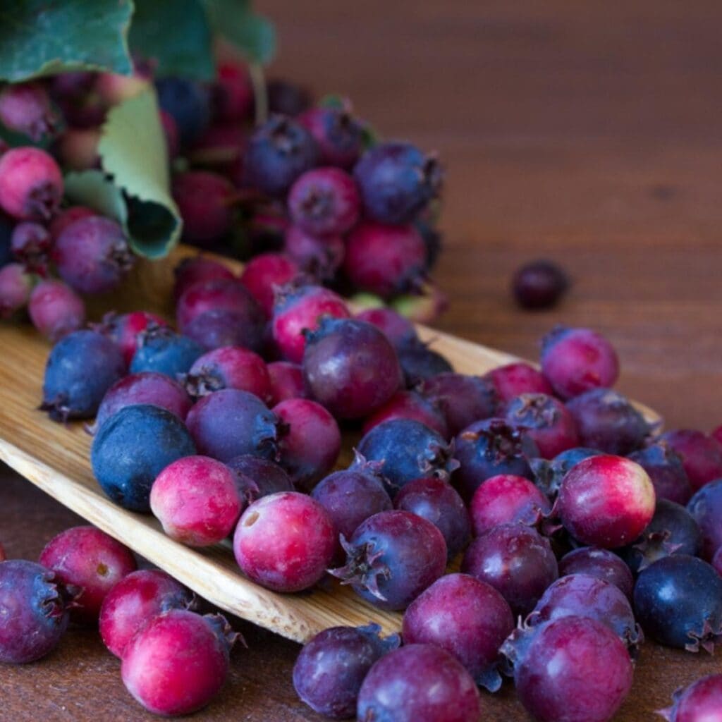 Ntshav rau bluish Saskatoon Berries