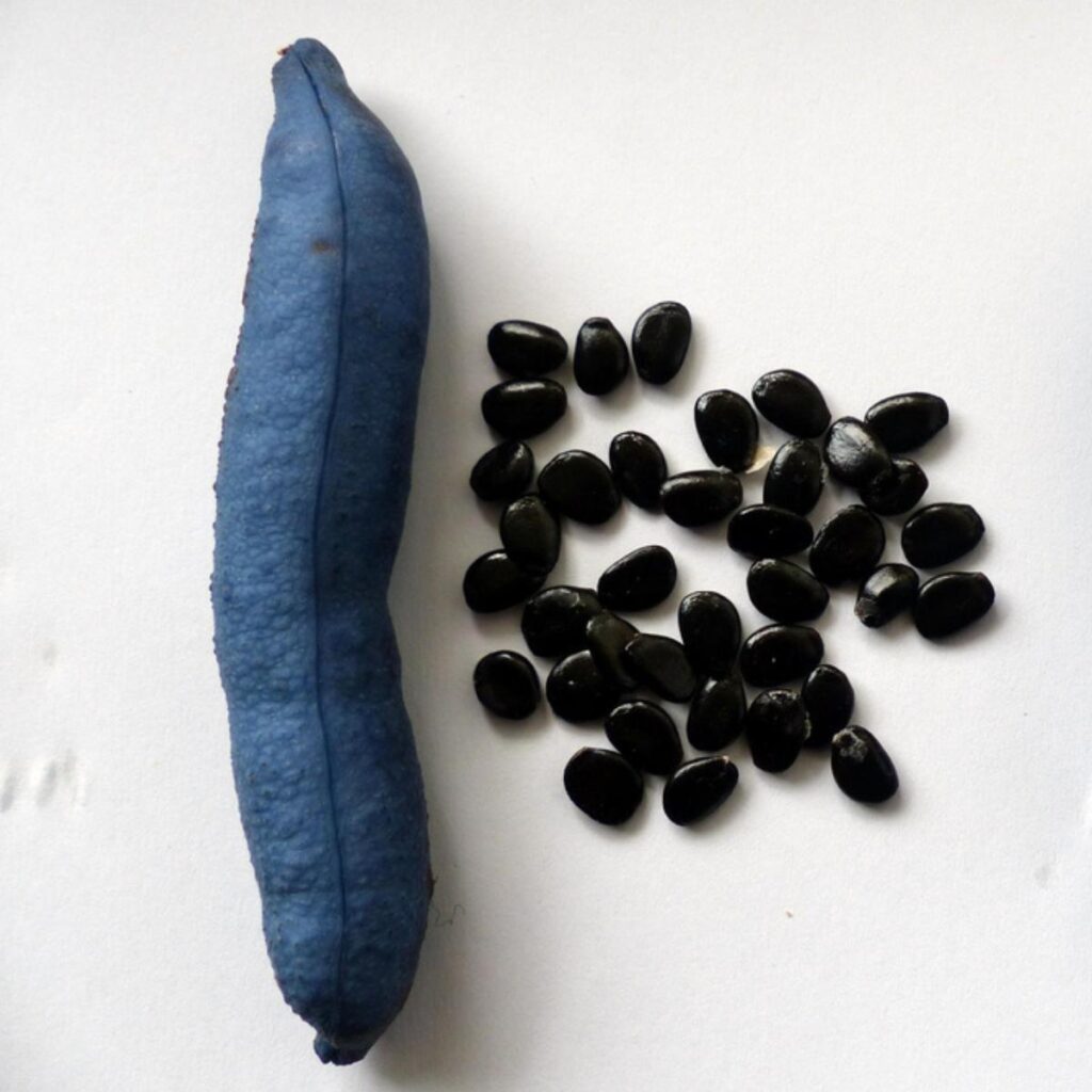 Frutas y semillas de salchicha azul