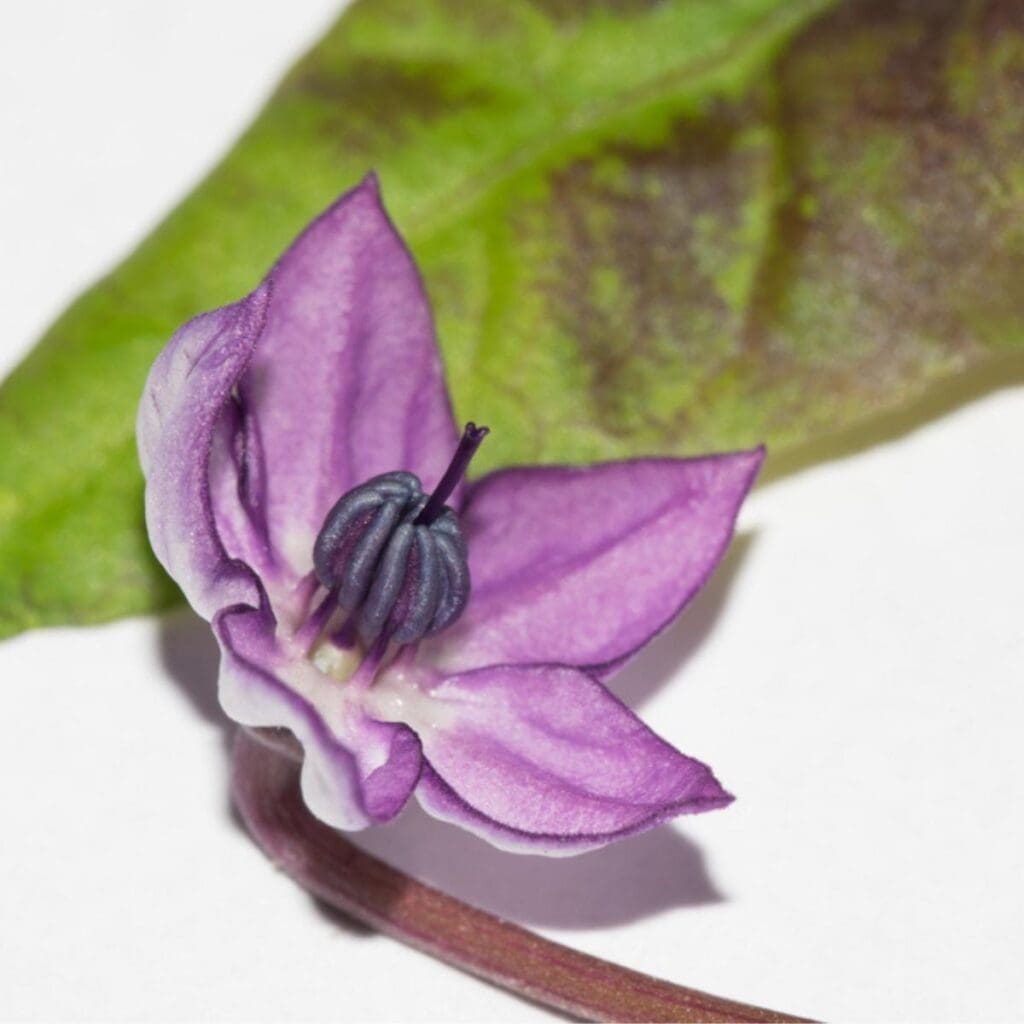 UFilius Blue Pepper Flower