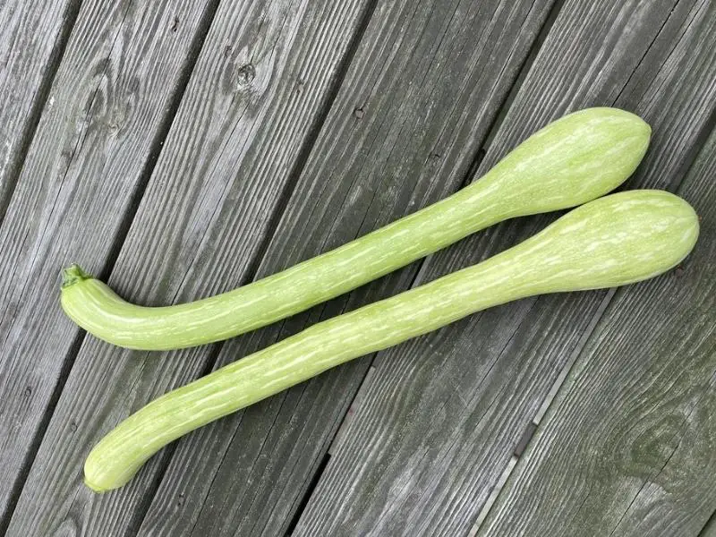Zucchini Tromboncino