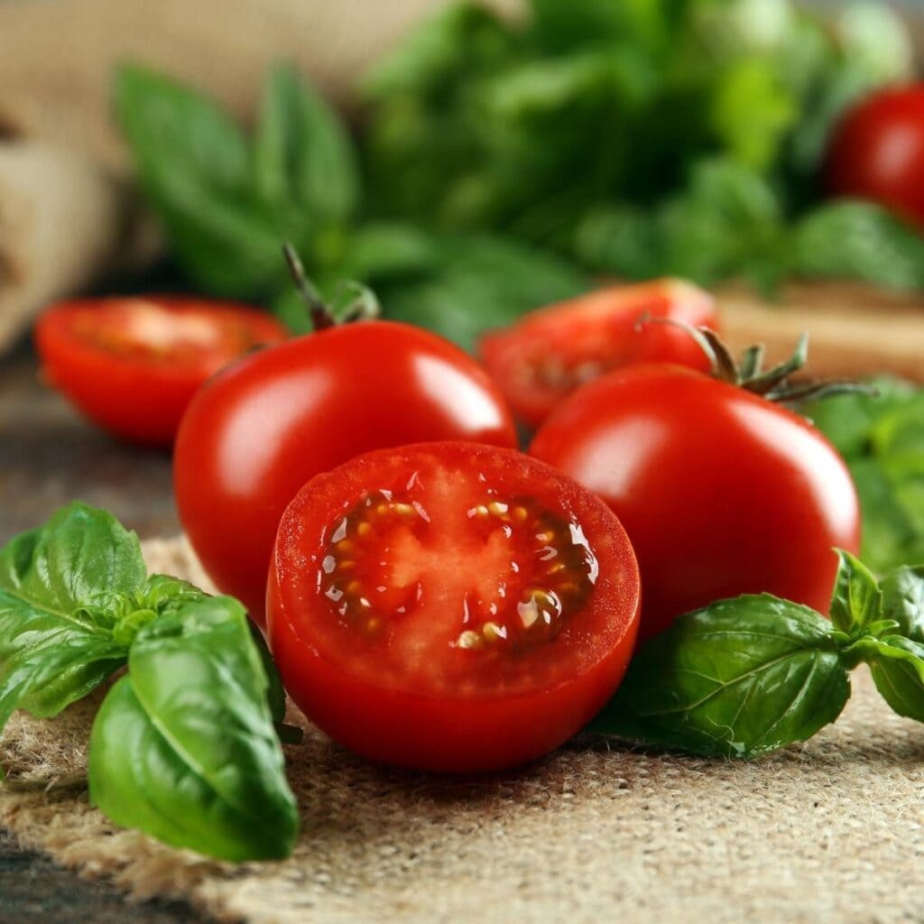 färska tomater och basilika