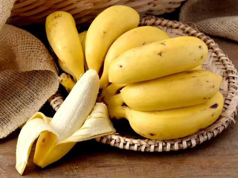 Cavendish banány