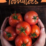Cómo congelar tomates