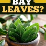¿Qué son las hojas de laurel?