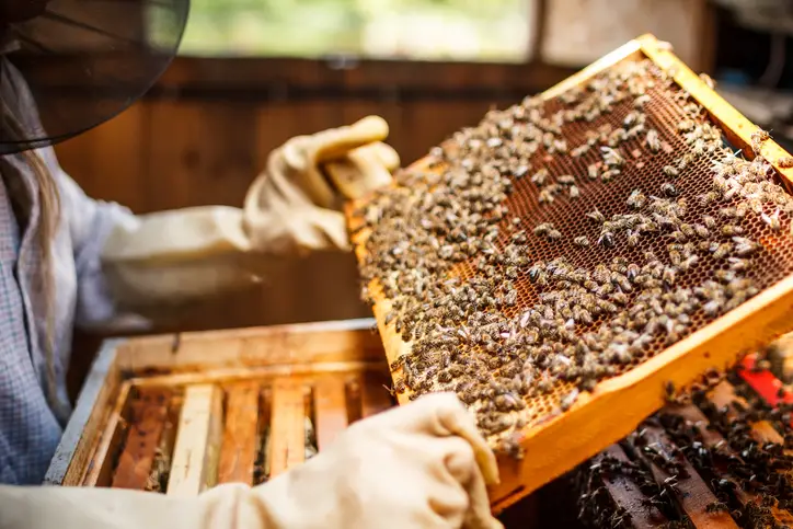 apicultor récoltant le honey de la ruche