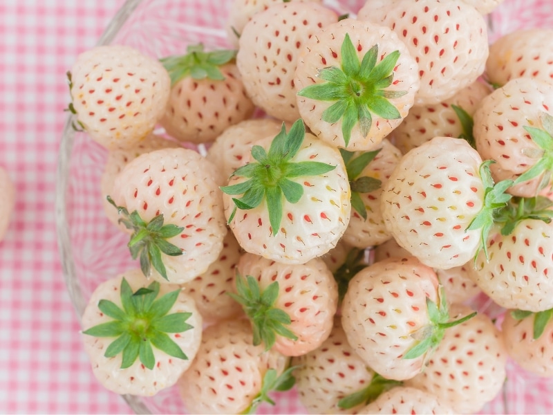 Top Vue vu frësche reife wäisse Erdbeeren